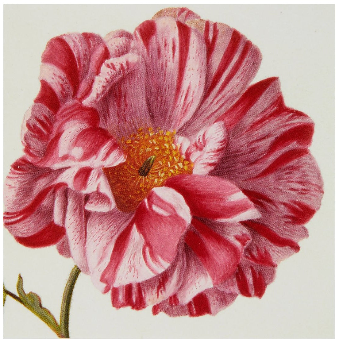 Notecard - Provins rose, attributed to Pieter Withoos. From the Broughton collection of the Fitzwilliam Museum, brought to you by CuratingCambridge.co.uk