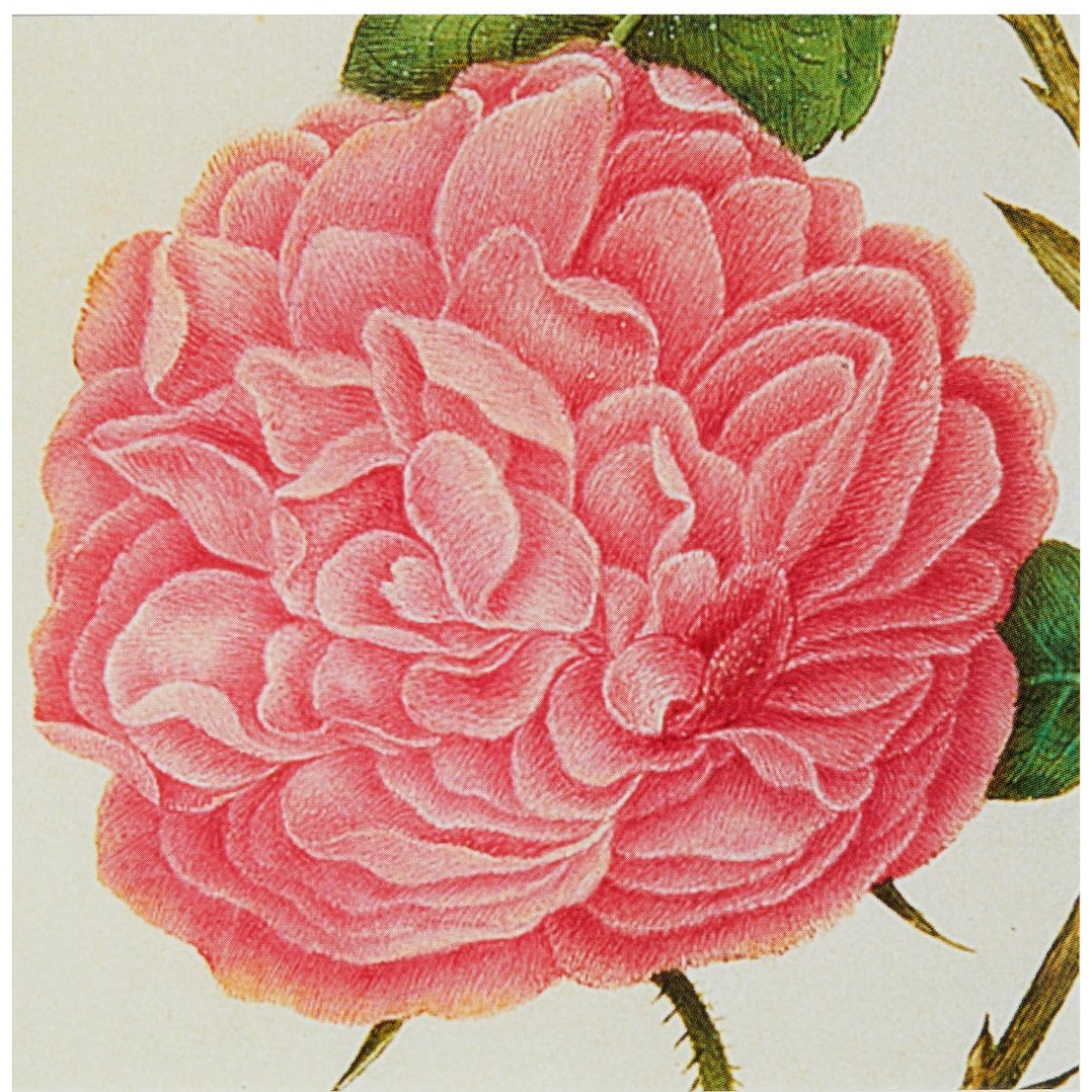 Notecard - Centifolia rose. From the Broughton Collection of the Fitzwilliam Museum, brought to you by CuratingCambridge.co.uk