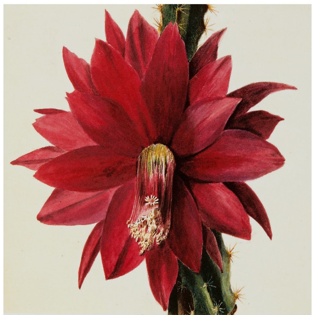 Notecard - Heliocereus speciosus by Isabella Selwin. From the Broughton collection of the Fitzwilliam Museum, brought to you by CuratingCambridge.co.uk