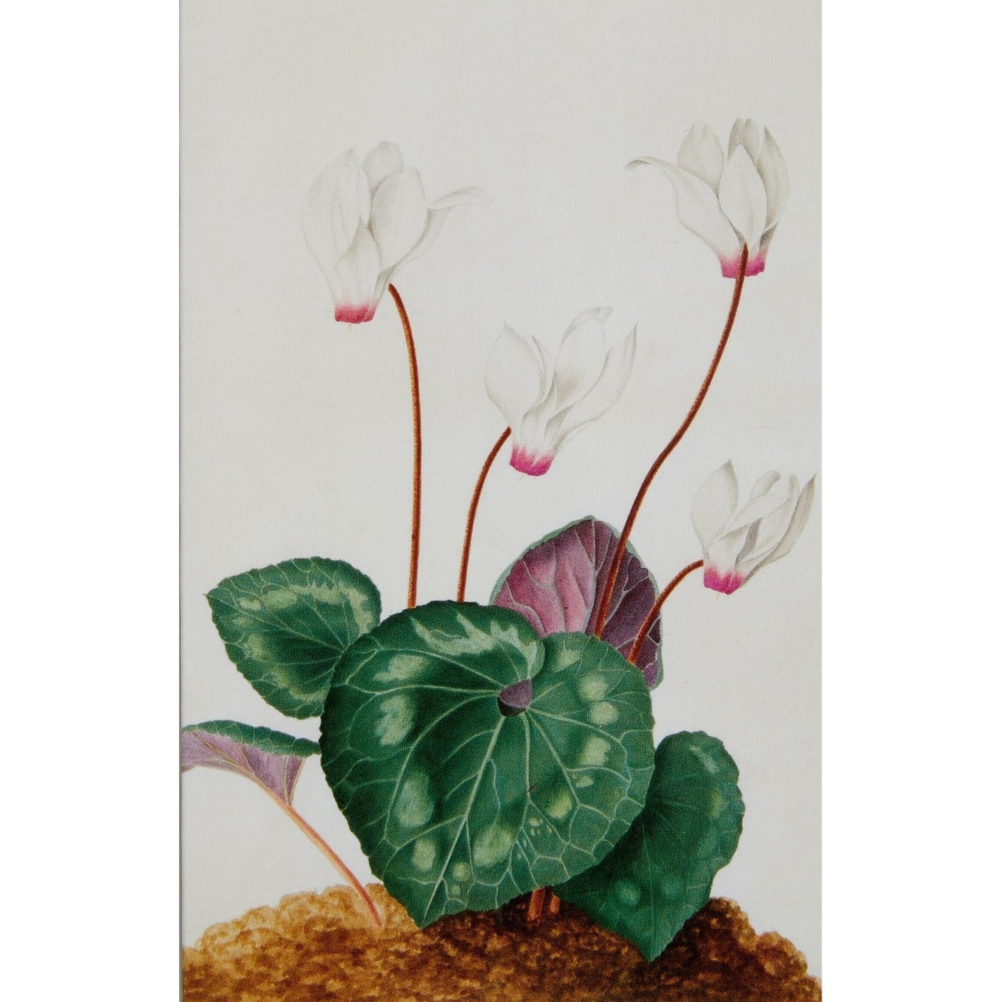 Notecard image - Cyclamen persicum by Elizabeth Burgoyne. From the Broughton collection of the Fitzwilliam Museum, brought to you by CuratingCambridge.co.uk