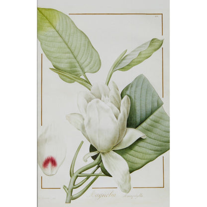 Notecard image - Magnolia macrophylla by Pierre-Joseph Redoute. From the Broughton collection of the Fitzwilliam Museum, brought to you by CuratingCambridge.co.uk