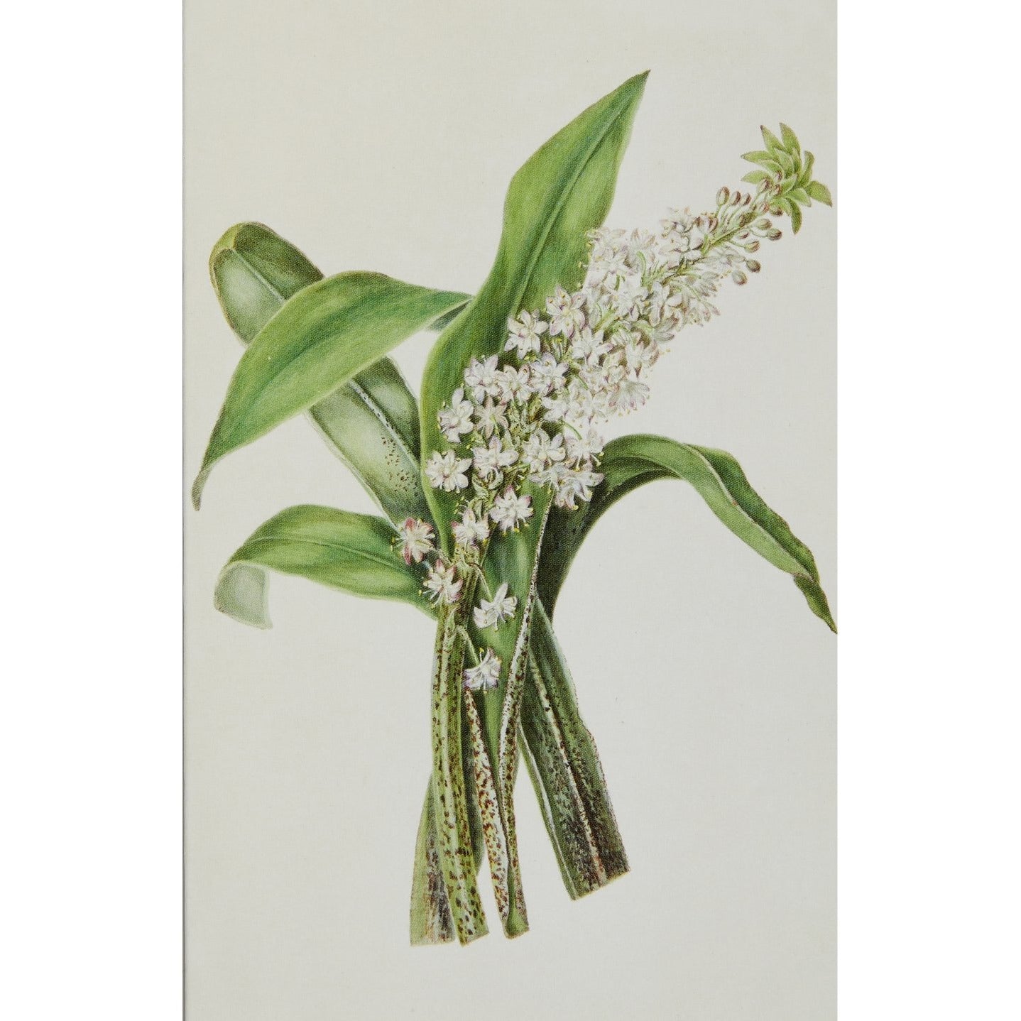 Notecard image - Eucomis punctata by the Hon. Lady Cockerell. From the Broughton collection of the Fitzwilliam Museum, brought to you by CuratingCambridge.co.uk