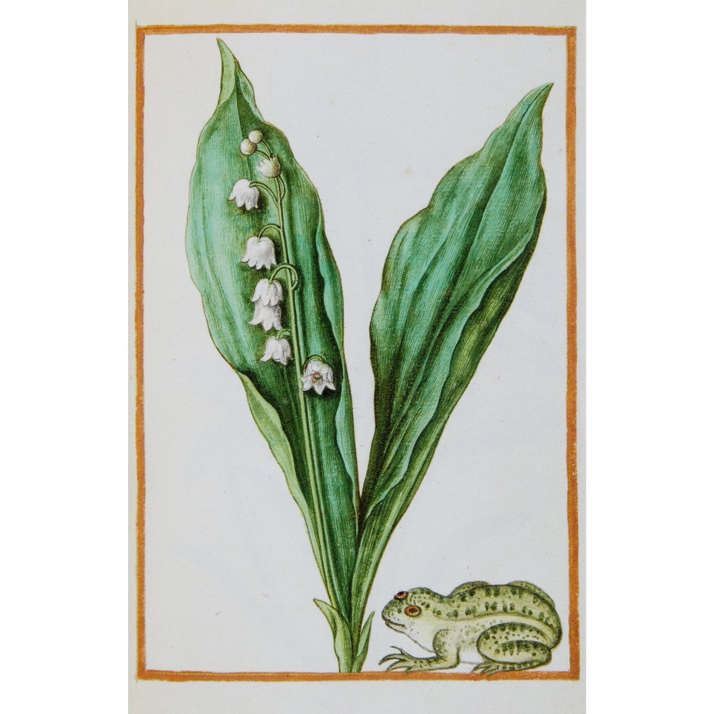 Notecard image - Convallaria majalis with a frog by Antoine de Pinet. From the Broughton collection of the Fitzwilliam Museum, brought to you by CuratingCambridge.co.uk