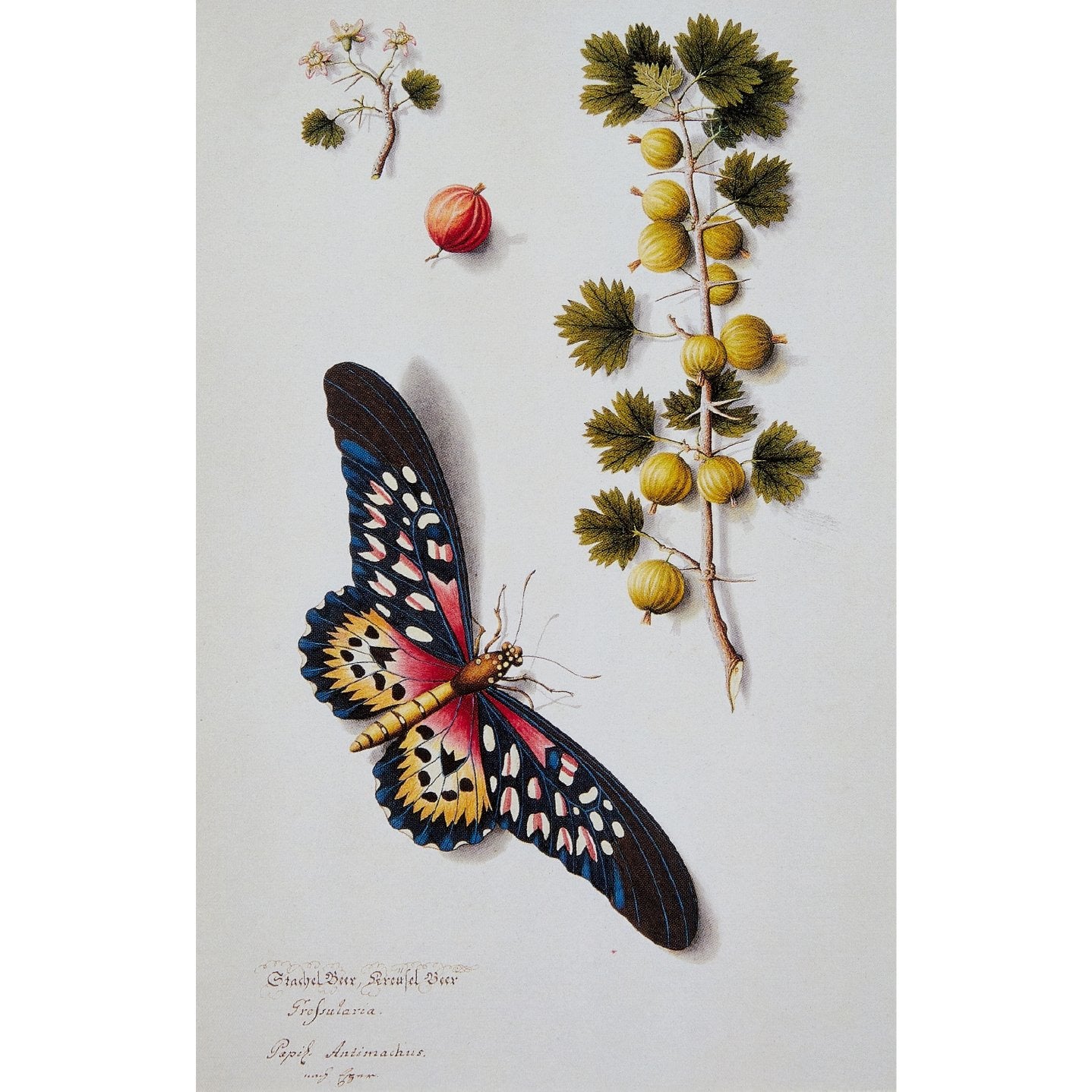 Notecard image - Joseph Jakob von Plenck, Gooseberry and African Giant Swallowtail butterfly. From the Broughton collection in the Fitzwilliam Museum, brought to you by CuratingCambridge.co.uk