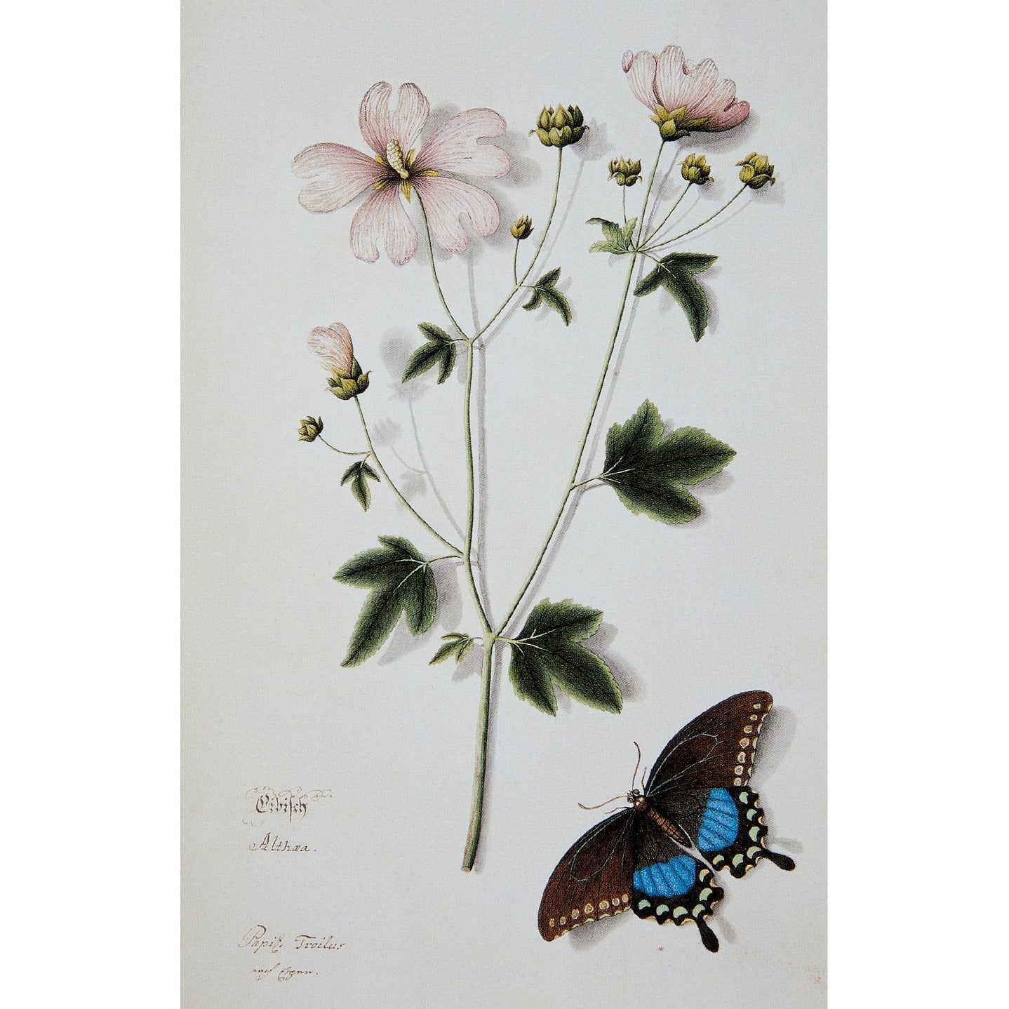 Notecard image - Joseph Jakob von Plenck, Marsh-mallow and Spicebush Swallowtail butterfly. From the Broughton collection in the Fitzwilliam Museum, brought to you by CuratingCambridge.co.uk