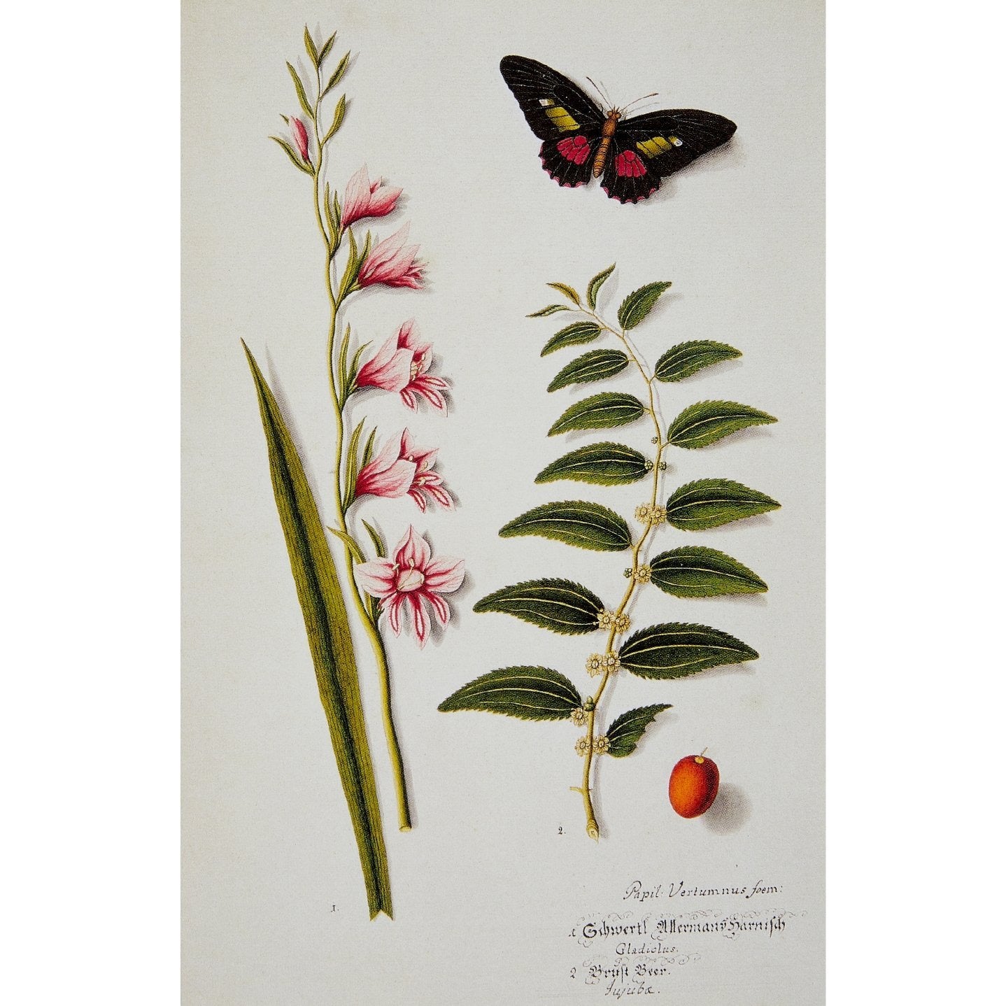 Notecard image - Joseph Jakob von Plenck, Gladiolus, jujube and butterfly. From the Broughton collection in the Fitzwilliam Museum, brought to you by CuratingCambridge.co.uk