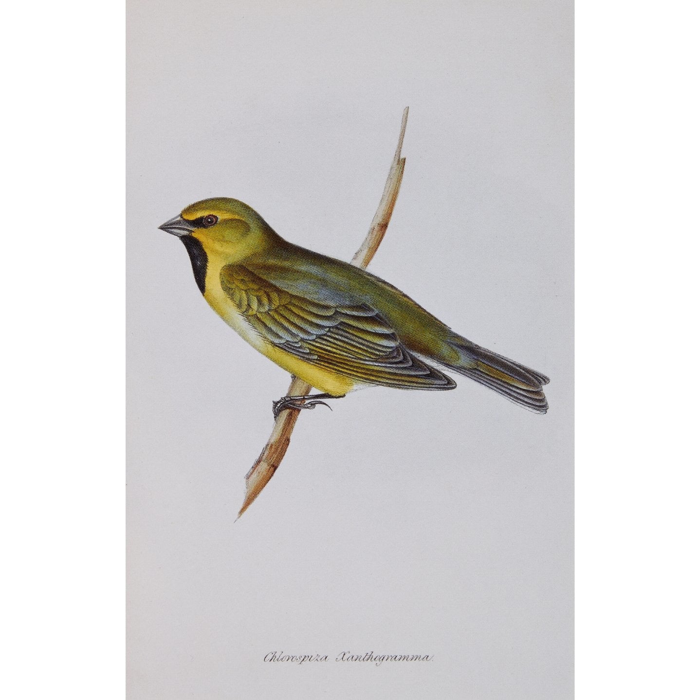 Notecard - Chlorospiza xanthogramma finch by J. Gould. From the collection of Cambridge University Library, brought to you by CuratingCambridge.co.uk