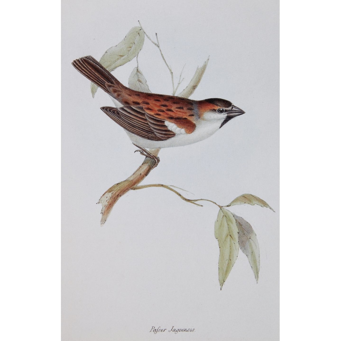 Notecard - Passer jagoensis finch. From the collection of Cambridge University Library, brought to you by CuratingCambridge.co.uk