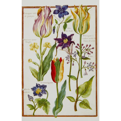Notecard image - Spring Flowers by Nicolas Robert. From the Broughton collection of the Fitzwilliam Museum, brought to you by CuratingCambridge.co.uk