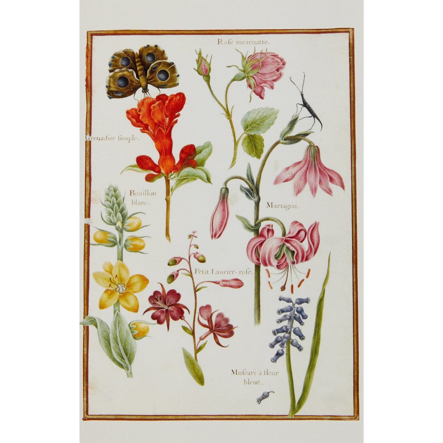 Notecard image - Flowers and Insects by Nicolas Robert.From the Broughton collection of the Fitzwilliam Museum, brought to you by CuratingCambridge.co.uk 