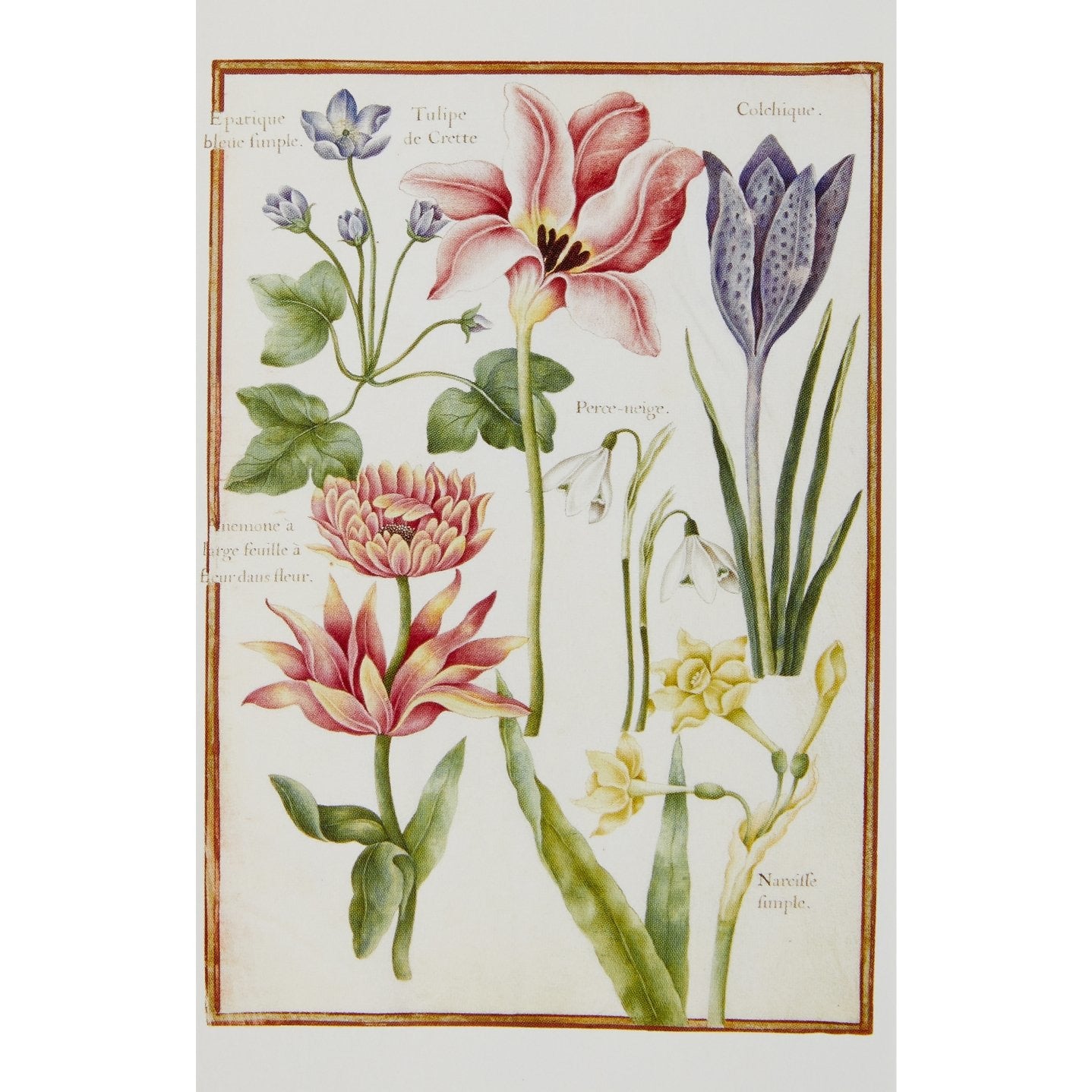 Notecard image - Flowering Bulbs and Corms by Nicolas Robert. From the Broughton collection of the Fitzwilliam Museum, brought to you by CuratingCambridge.co.uk