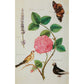 Notecard - California rose and lavender with goldfinch, crested pigeon and a butterfly, by Nicolas Robert. From the Broughton Collection of the Fitzwilliam Museum, brought to you by CuratingCambridge.co.uk