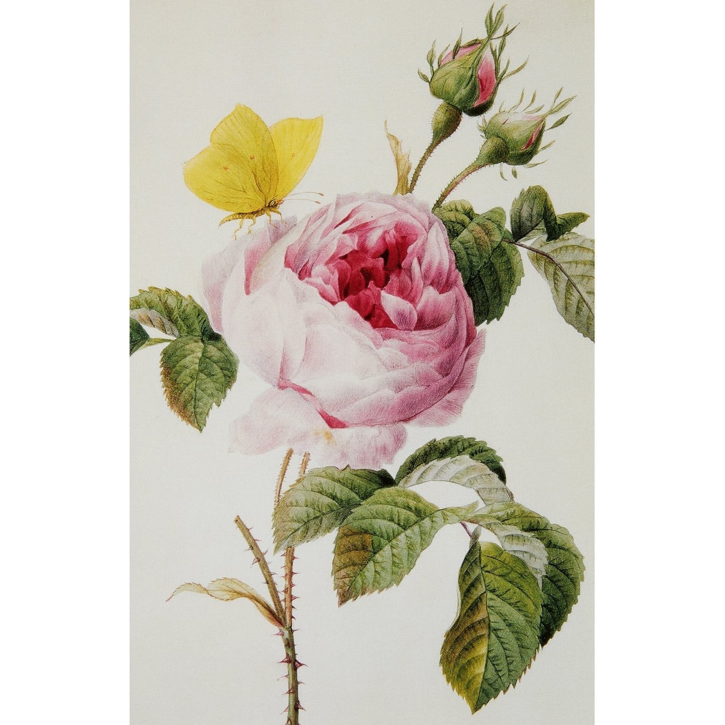 Notecard - Pink centifolia rose by Louise d'Orleans. From the Broughton Collection of the Fitzwilliam Museum, brought to you by CuratingCambridge.co.uk