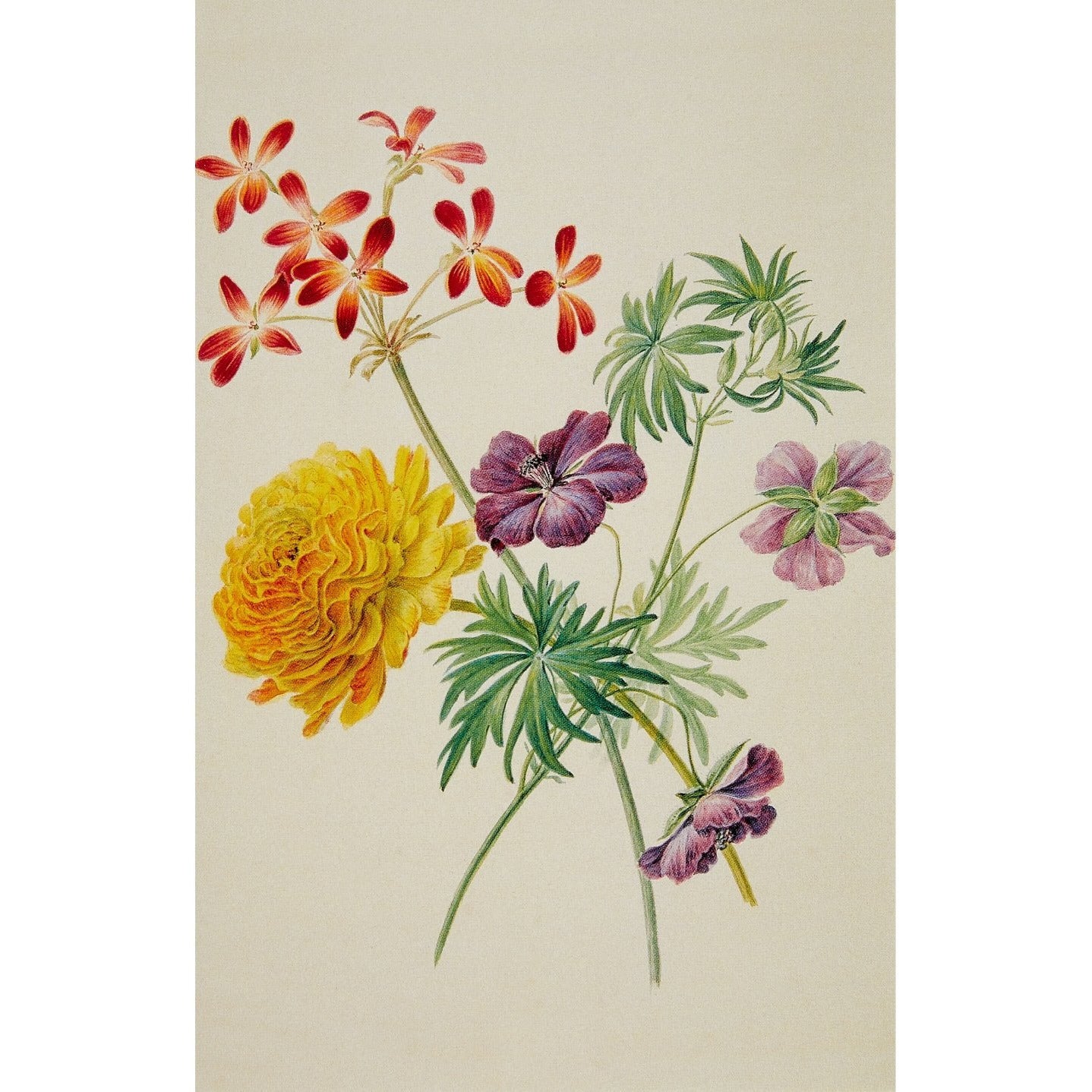 Notecard - Ranunculus, pelargonium and wild geranium by Henriette Geertruida Knip. From the Broughton collection of the Fitzwilliam Museum, brought to you by CuratingCambridge.co.uk