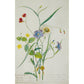 Notecard - Lathyrus nissolia, Chrysanthemum leucanthemum, Linum perenne, Lysimachia nemorum by Georg Dionysius Ehret. From the Broughton collection of the Fitzwilliam Museum, brought to you by CuratingCambridge.co.uk