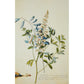 Notecard - Anonis or Rest Harrow (Crotalaria) by Georg Dionysius Ehret. From the Broughton collection of the Fitzwilliam Museum, brought to you by CuratingCambridge.co.uk