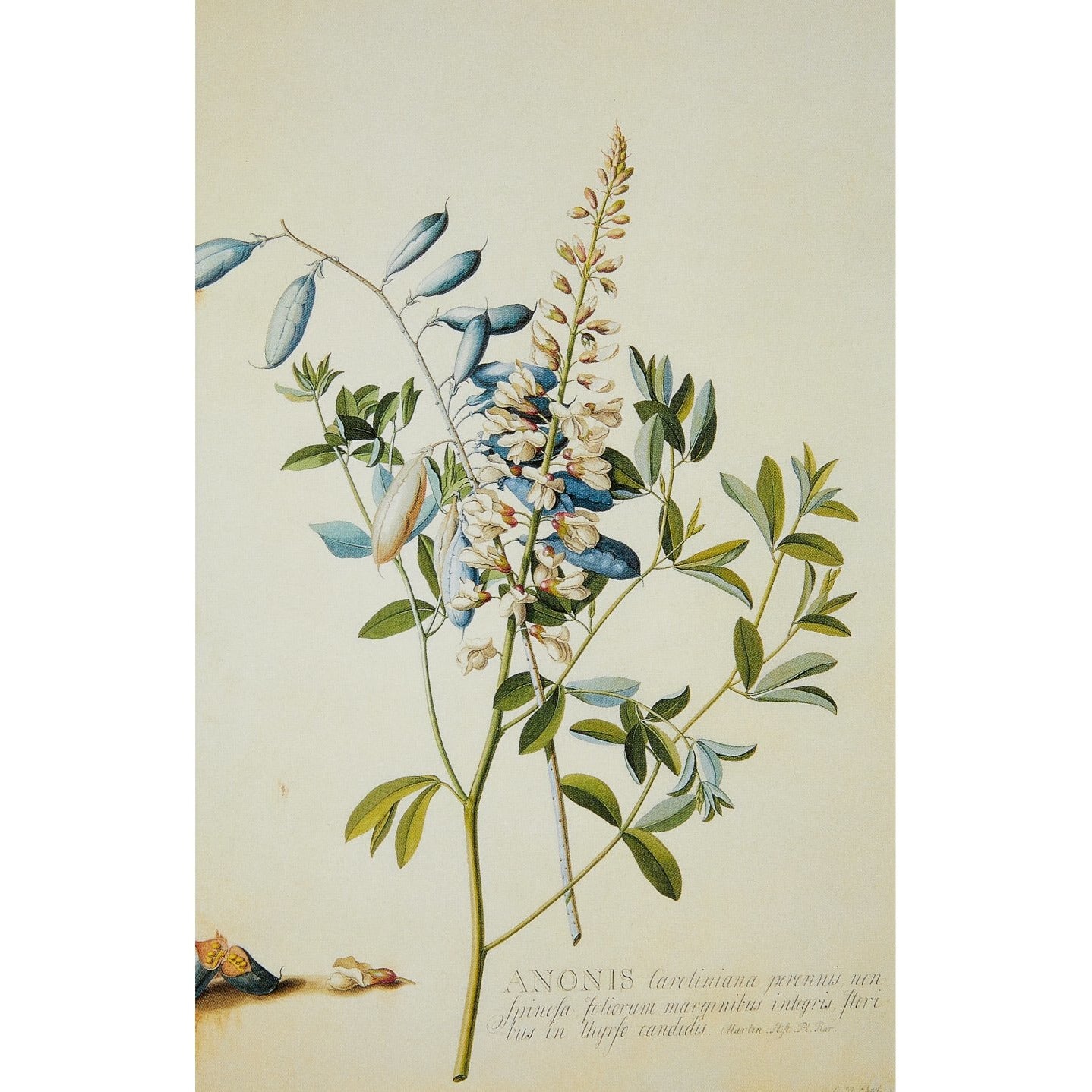 Notecard - Anonis or Rest Harrow (Crotalaria) by Georg Dionysius Ehret. From the Broughton collection of the Fitzwilliam Museum, brought to you by CuratingCambridge.co.uk