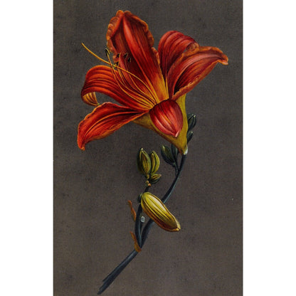 Notecard - Hemorocallis by Louise D'Orleans. From the Broughton collection of the Fitzwilliam Museum, brought to you by CuratingCambridge.co.uk