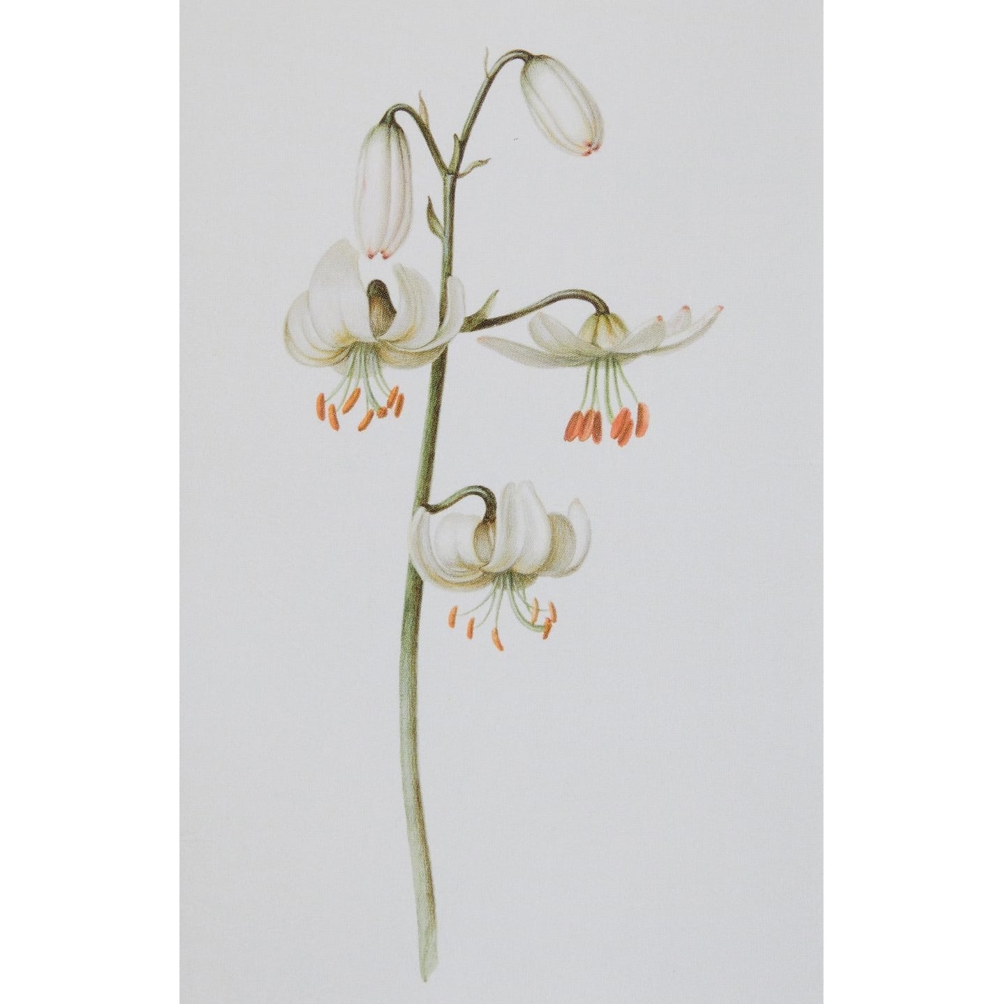 Notecard - A White Lily by Pieter Withoos. From the Broughton Collection of the Fitzwilliam Museum, brought to you by CuratingCambridge.co.uk