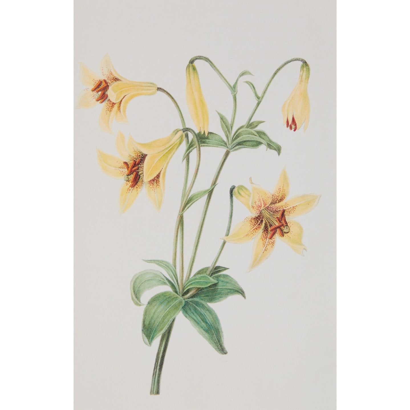 Notecard - Lily by the Hon Lady Cockerell. From the Broughton Collection of the Fitzwilliam Museum, brought to you by CuratingCambridge.co.uk