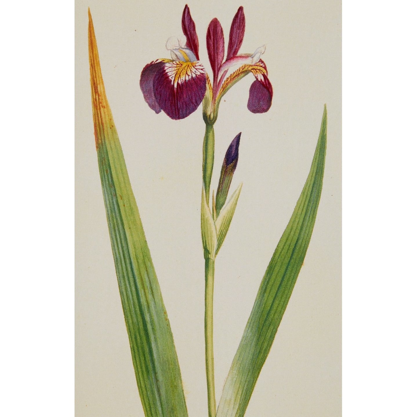 Irises - Notecard pack