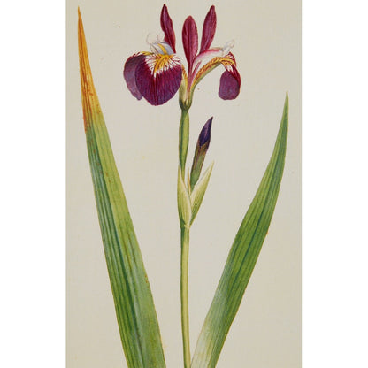 Irises - Notecard pack
