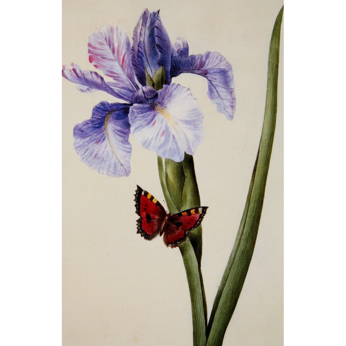 Notecard - Blue Iris and Butterfly (Spuria) by Louise D'Orleans. From the Broughton collection of The Fitzwilliam Museum, brought to you by CuratingCambridge.com