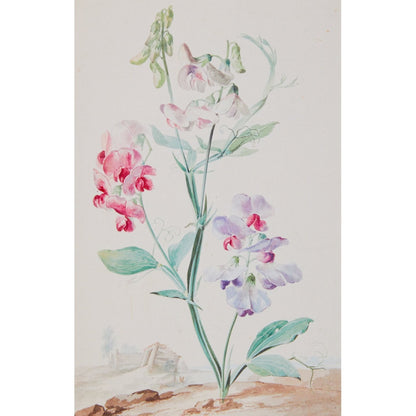 Notecard - Sweet Peas by Aert Schouman. From the Broughton Collection of the Fitzwilliam Museum, brought to you by CuratingCambridge.co.uk