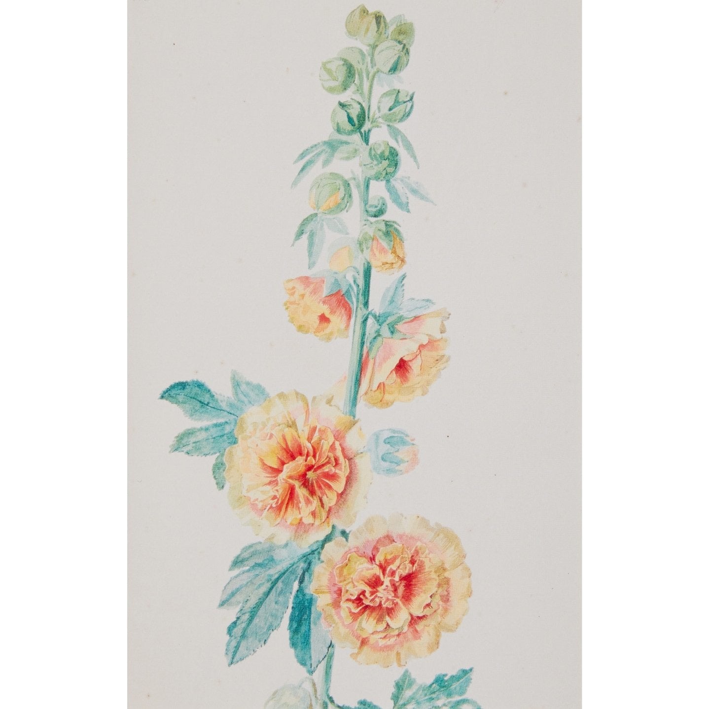 Notecard - Hollyhocks by Aert Schouman. From the Broughton Collection of the Fitzwilliam Museum, brought to you by CuratingCambridge.co.uk
