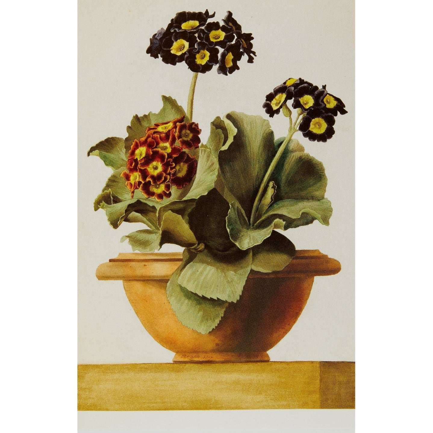 Notecard - Potted Primulas by Pancrace Bessa. From the Broughton Collection of the Fitzwilliam Museum, brought to you by CuratingCambridge.