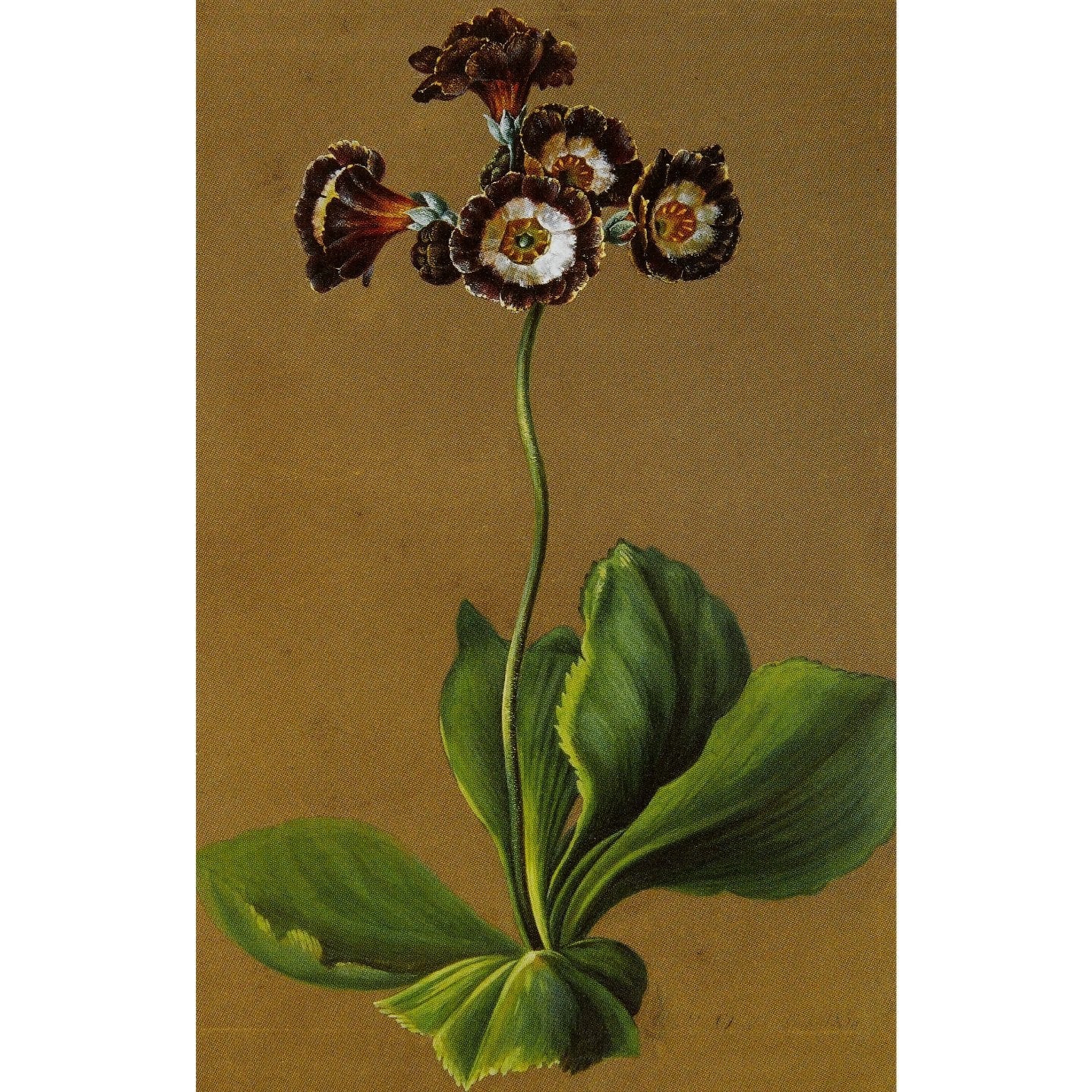 Notecard - Hybrid auricula by Louise d'Orleans. From the Broughton Collection of the Fitzwilliam Museum, brought to you by CuratingCambridge.