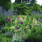Square greeting card - photograph of the bee borders at Cambridge University Botanic Garden. Purple and blue flowers including foxgloves, alliums, and more. Brought to you by CuratingCambridge.com