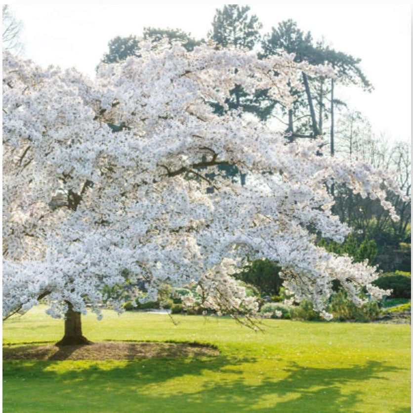 Greeting card -Yoshino Cherry tree with white blossom, on the main lawn of Cambridge University Botanic Garden. Brought to you by CuratingCambridge.com