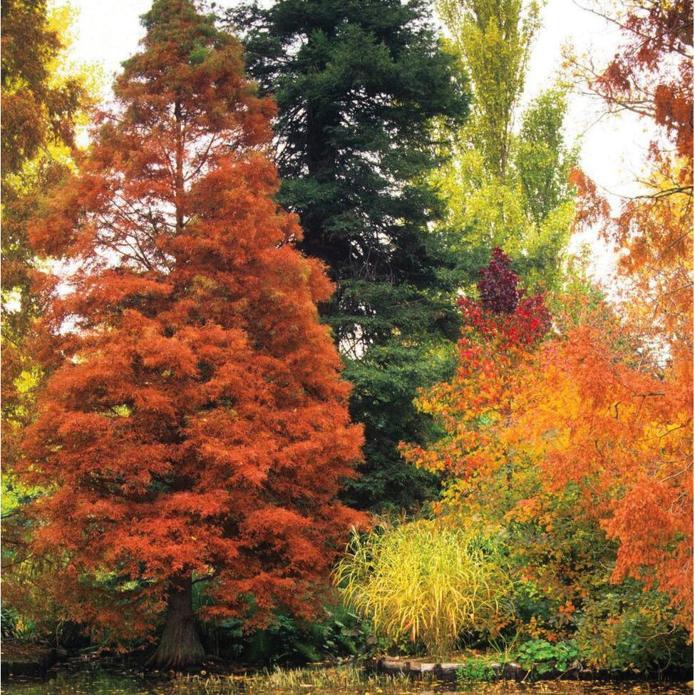 Square greeting card - photograph of trees in Autumn with flaming orange leaves, at Cambridge University Botanic Garden. Brought to you by CuratingCambridge.com
