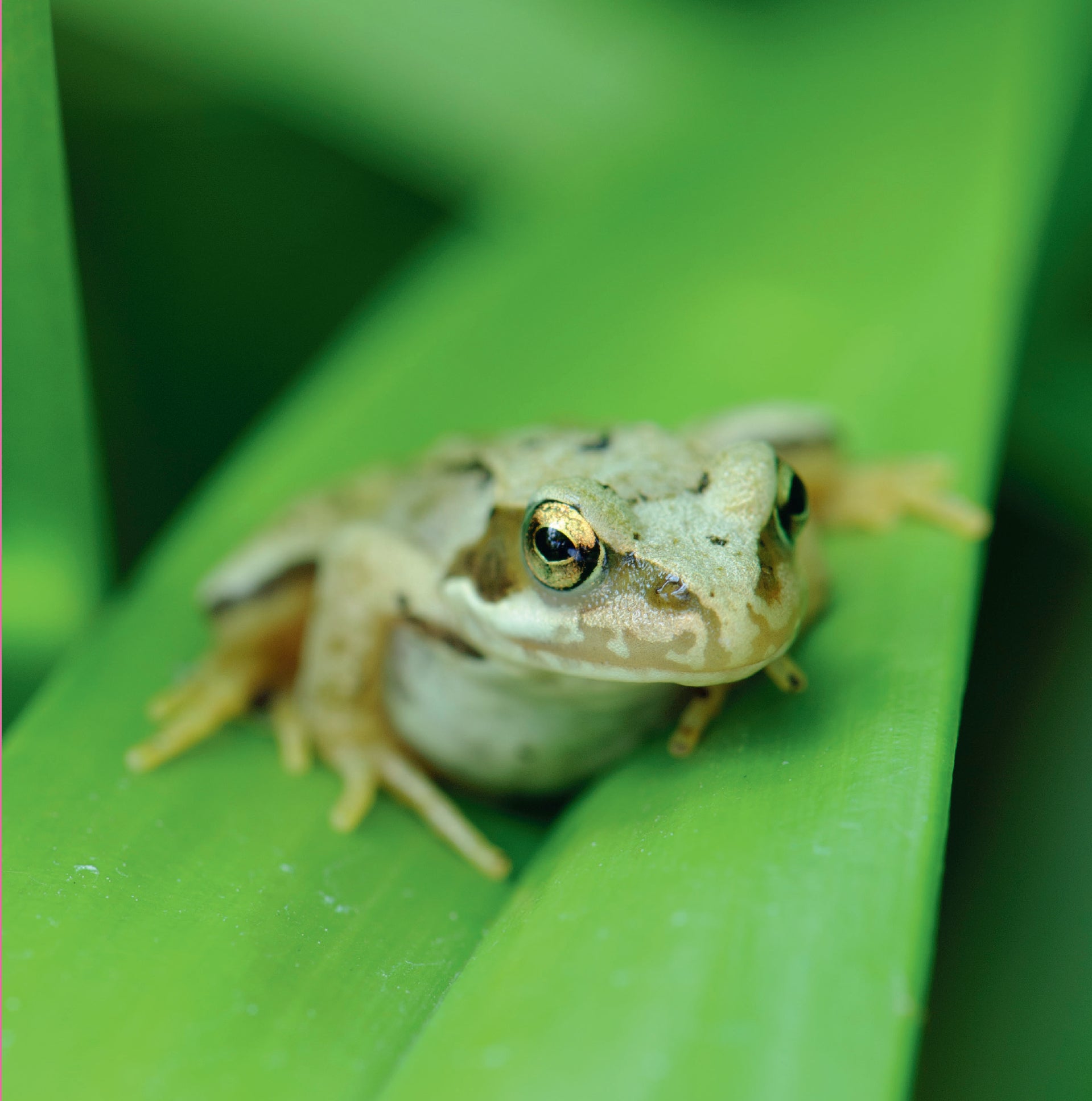 Frog Greetings card image.