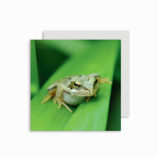 Frog Greetings card. 