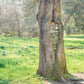 Botanic Gardens Tree Image