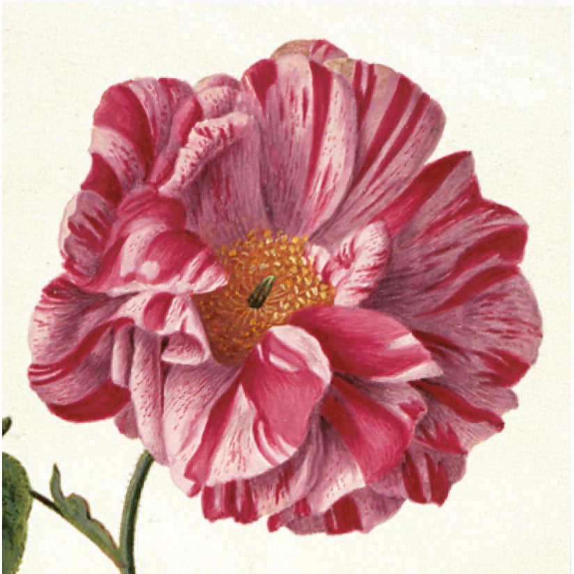 Greeting card - Provins Rose by Pieter Withoos. Variegated rose in shades of pink. From the botanical art collection of The Fitzwilliam Museum, brought to you by CuratingCambridge.com