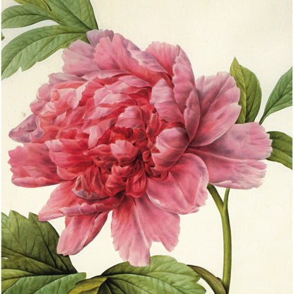 Square greeting card - Paeonia suffruticosa by Pierre-Joseph Redouté. Close up of the head of a light pink peony flower, with green leaves framing. From the Broughton Collection of The Fitzwilliam Museum, brought to you by CuratingCambridge.com