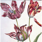 Square greeting card - Three tulips, attributed to Nicolas Robert. White tulips with streaks of red, pink and orange, against a white background. From the Broughton Collection of The Fitzwilliam Museum, brought to you by CuratingCambridge.com