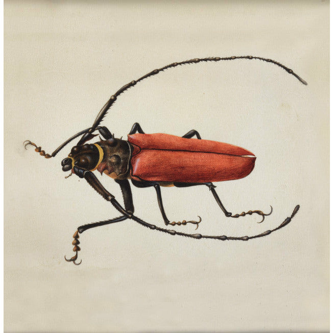 Longhorn Beetle - Greeting Card