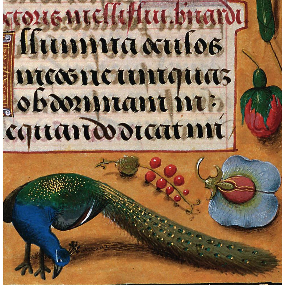 Square greeting card - peacock with tail down, pecking at the ground under calligraphy text. From the illuminated manuscript collection of The Fitzwilliam Museum, brought to you by CuratingCambridge.com