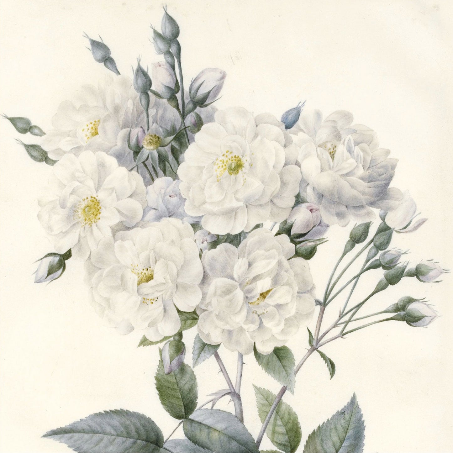 Square greeting card - botanical watercolour illustration of a bunch of white, many petalled noisette roses with yellow centres. Against an off-white background. From the Broughton Collection of The Fitzwilliam Museum, brought to you by CuratingCambridge.com