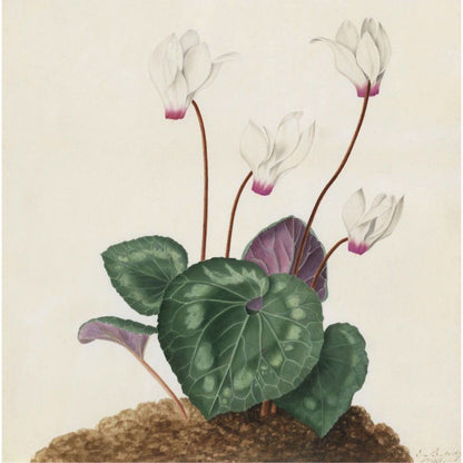 Square greeting card - white cyclamen persicum by Elizabeth Burgoyne. From the Broughton Collection of The Fitzwilliam Museum, brought to you by CuratingCambridge.com