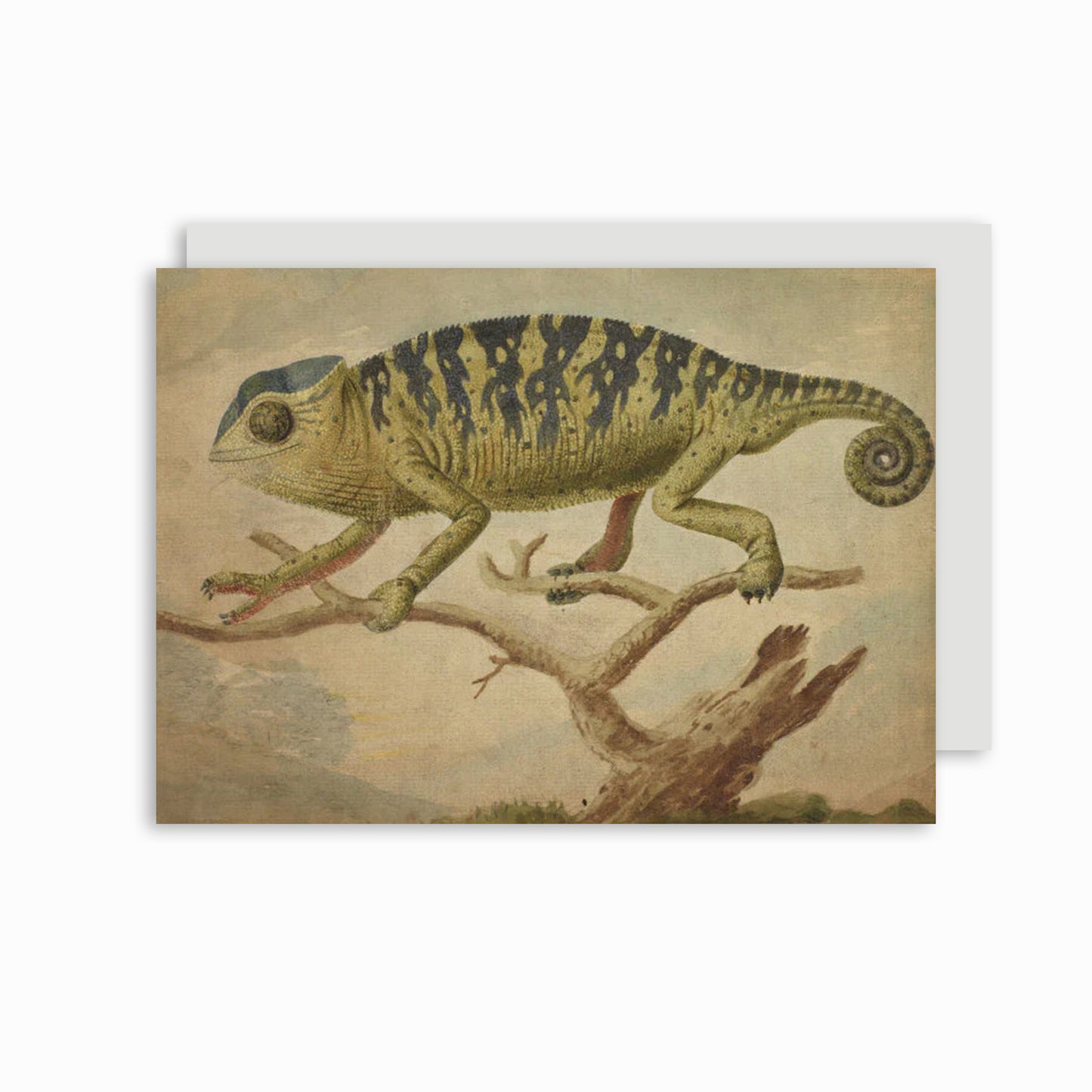 A Chameleon - Greeting card