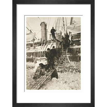 Dogs leaving the ship for training - Art print