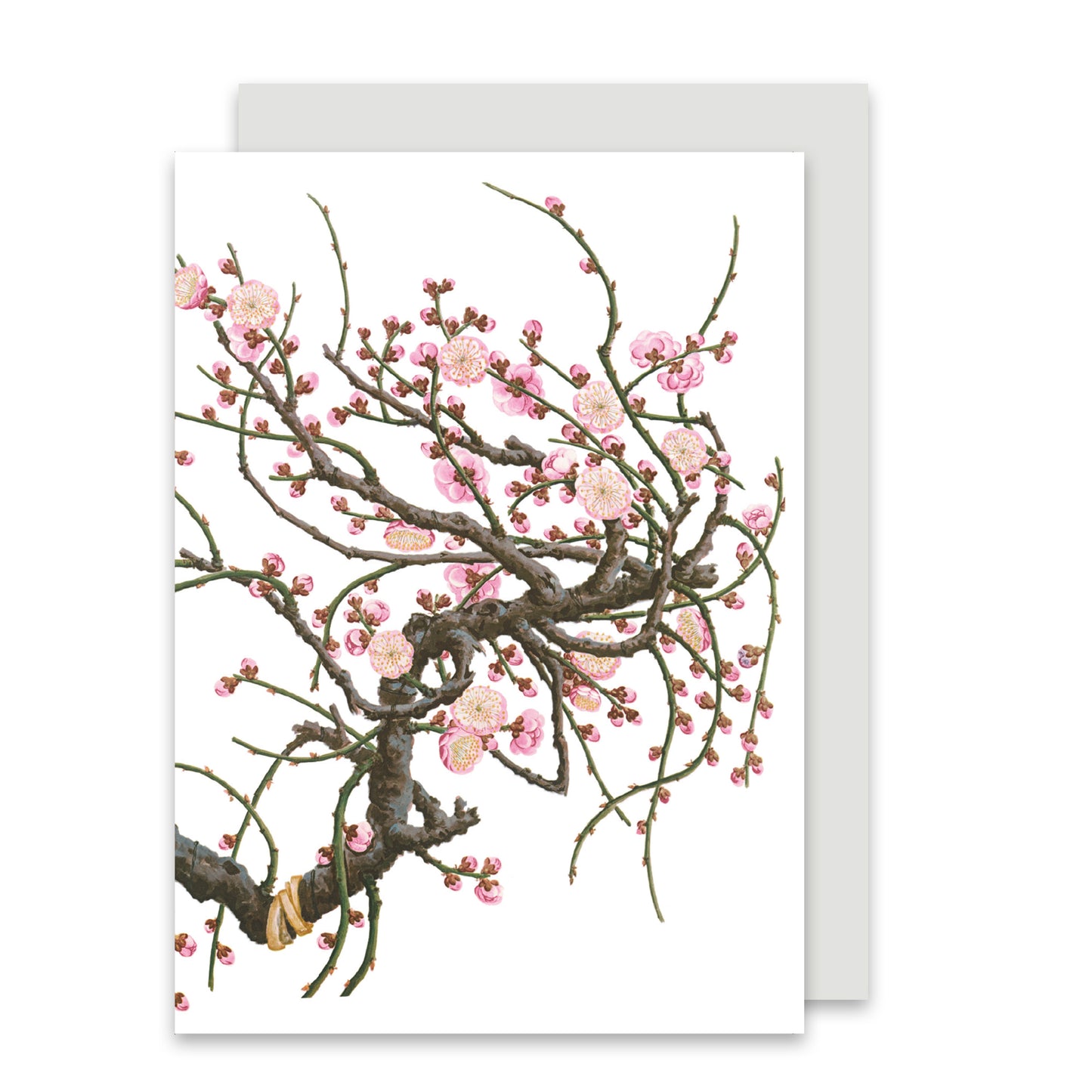 Japanese Apricot - Greeting Card