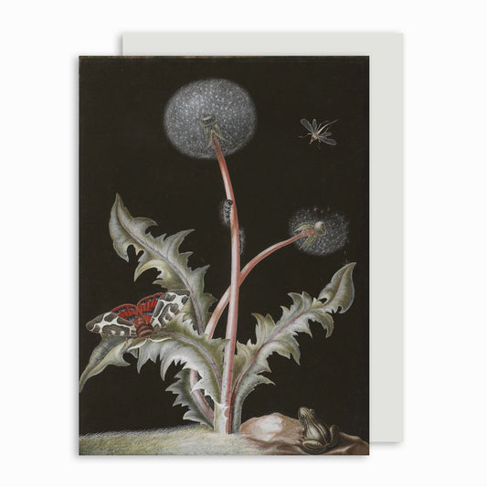 Taraxacum officinale (Dandelion) - Greeting card