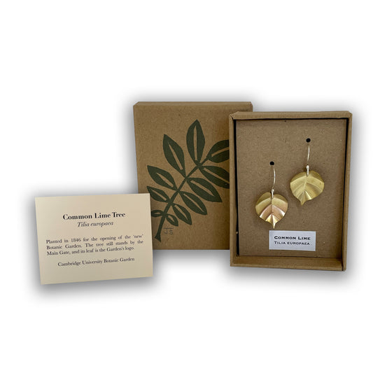 Lime Tree leaf earrings in box with information card.