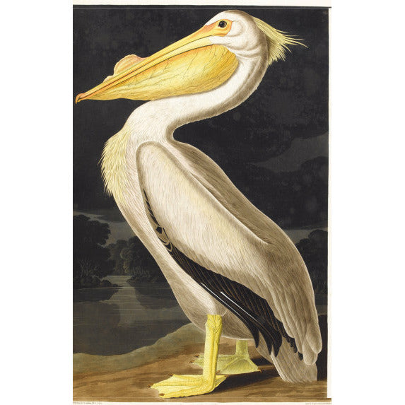 Audubon's Birds of America - Notecard pack